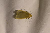 Katha depressa