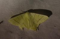 Ourapteryx sambucaria