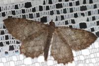 Philereme vetulata