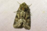 Oligia latruncula/strigilis/versicolor