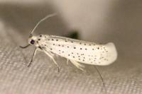 Yponomeuta evonymella