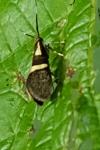 Dasycera oliviella