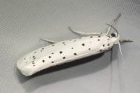Yponomeuta