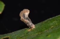 Coleophora ibipennella