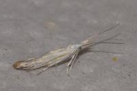 Coleophora ibipennella