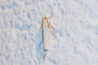 Eilema caniola