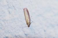 Oncocera semirubella