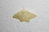 Ourapteryx sambucaria
