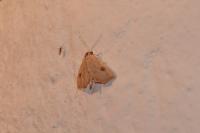 Rivula sericealis