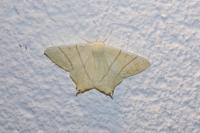 Ourapteryx sambucaria