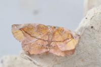 Apeira syringaria