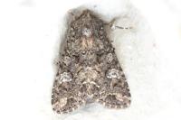 Mamestra brassicae