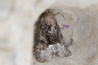 Oligia strigilis
