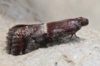 Acrobasis marmorea