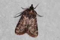Aglossa caprealis