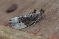Hedya nubiferana
