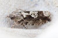 Zeiraphera isertana