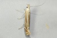 Isophrictis corsicella