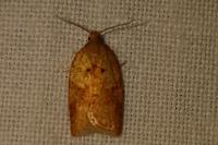 Acleris ferrugana/notana