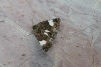 Tyta luctuosa
