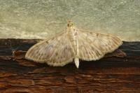 Patania ruralis