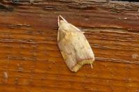 Carcina quercana