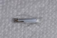 Lyonetia clerkella