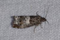 Notocelia trimaculana