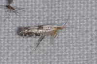 Argyresthia spinosella