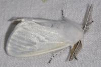 Leucoma salicis