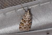Scoparia ingratella/pyralella