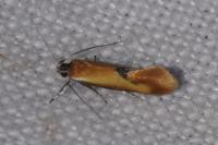 Batia lunaris
