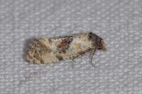 Cochylis molliculana