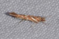 Pyroderces argyrogrammos