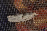 Epinotia bilunana