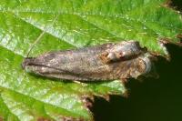 Cydia succedana/ulicetana