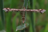 Amblyptilia acanthadactyla