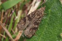 Nomophila noctuella