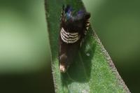 Grapholita compositella