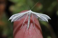 Pterophorus pentadactylus