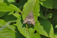 Macroglossum stellatarum