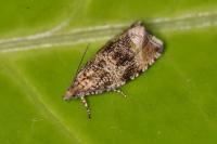 Celypha lacunana