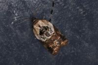 Acleris variegana