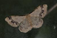 Idaea trigeminata