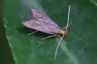 Eurodachtha pallicornella