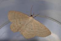 Scopula immutata
