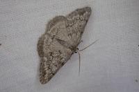 Pseudoterpna coronillaria