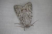 Acronicta aceris
