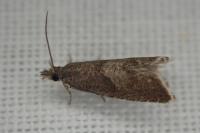 Dichrorampha acuminatana