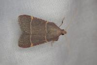 Hypsopygia glaucinalis